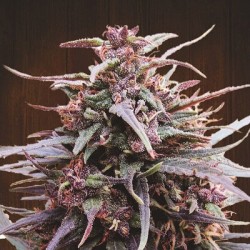 Purple Haze x Malawi Feminitzades - Ace Seeds