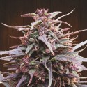 Purple Haze x Malawi femminilizzata - Ace Seeds