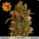 8 Ball Kush Feminisée - Barney's Farm