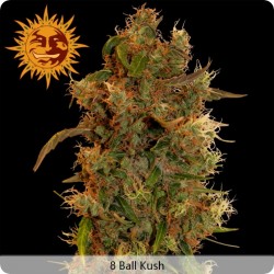 8 Ball Kush Feminisiert - Barney's Farm