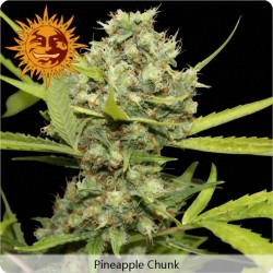 Pineapple Chunk Feminitzades - Barney's Farm