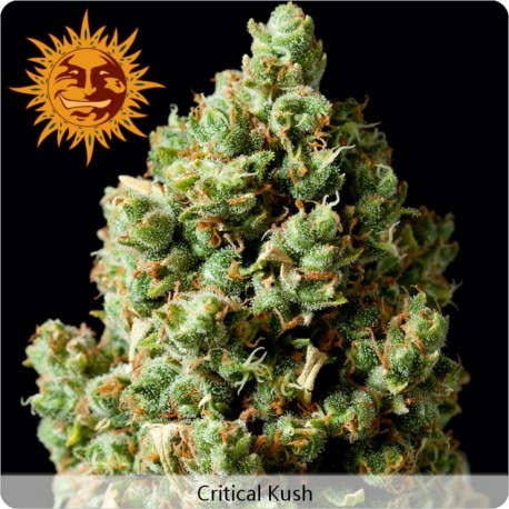 Critical Kush féminisée - Barney's Farm