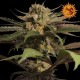 Critical Kush Feminizadas - Barney's Farm