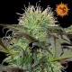 Critical Kush Feminisiert - Barney's Farm