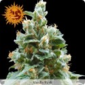 Vanilla Kush Feminisiert - Barney's Farm