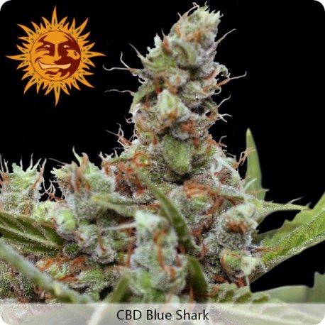 Graines de CBD Blue Shark feminisées - Barney's Farm