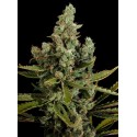 Cheese feminized - Dinafem