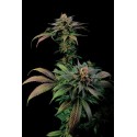 Blue Widow femminilizzata - Dinafem