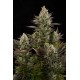 Critical Cheese feminized - Dinafem