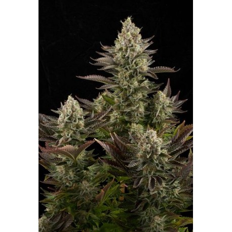 Critical Cheese feminized - Dinafem