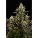 White Widow feminized - Dinafem