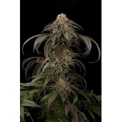 Purple Afghan Kush feminized - Dinafem