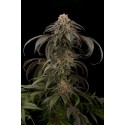 Purple Afghan Kush Feminitzades - Dinafem