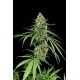 Dinachem Feminized - Dinafem