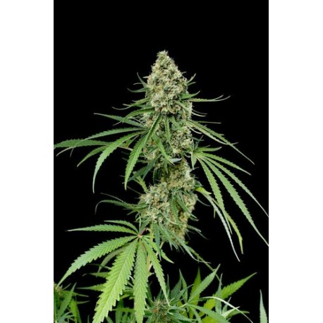 Dinachem Feminized - Dinafem