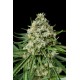 Dinachem Feminized - Dinafem