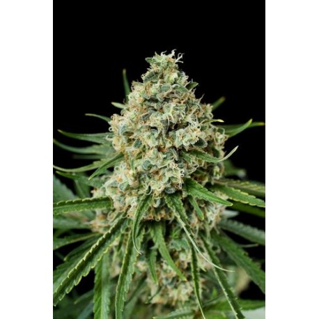 Dinachem feminized - Dinafem