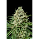 Critical + 2.0 feminized - Dinafem