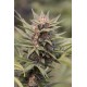 Blue Cheese Feminized - Dinafem