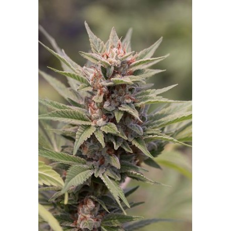 Blue Cheese Feminized - Dinafem