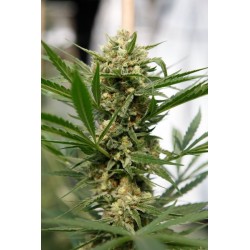 Sweet Deep Grapefruit Feminisiert - Dinafem