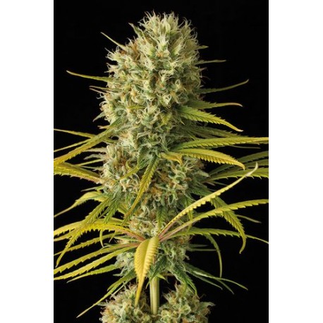 Bubba Kush Feminitzades - Dinafem