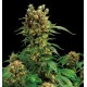 Royale Haze feminized - Dinafem