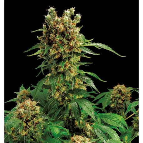 Royale Haze Feminized - Dinafem