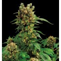 California Hash Plant Feminized - Dinafem