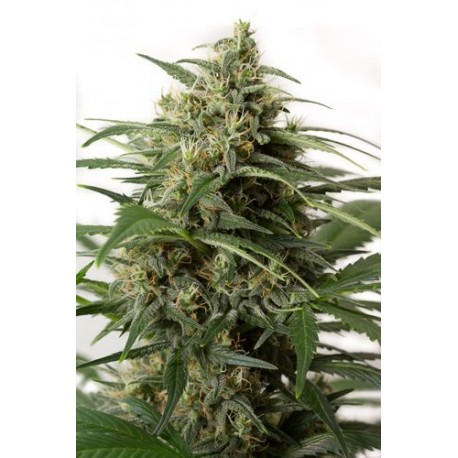 Graines de Moby Dick XXL Autofloraison de chez Dinafem