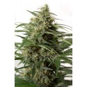 Moby Dick XXL Autofloraison - Dinafem