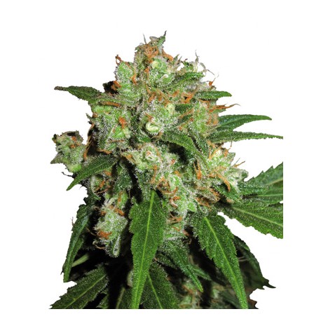 Northern Lights N°5 x Haze Feminitzades - Sensi Seeds Bank