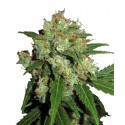 Sensi Skunk Feminitzades - Sensi Seeds Bank