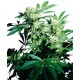 Shiva Skunk femminilizzata - Sensi Seeds Bank