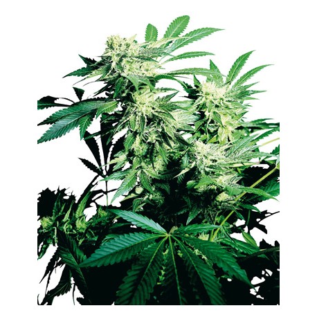 Shiva Skunk femminilizzata - Sensi Seeds Bank