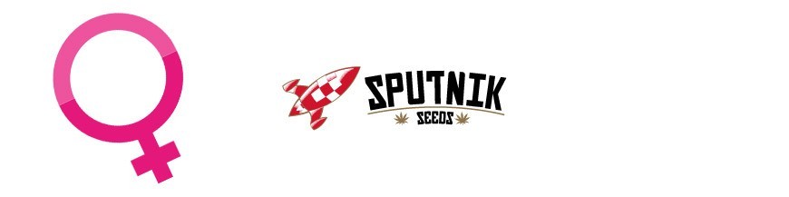 Sputnik Seeds Féminisées